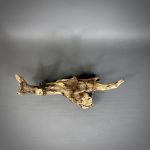 Коряга Дуба ДБ773 — изображение 4