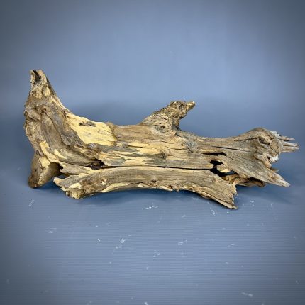 Коряга Дуба