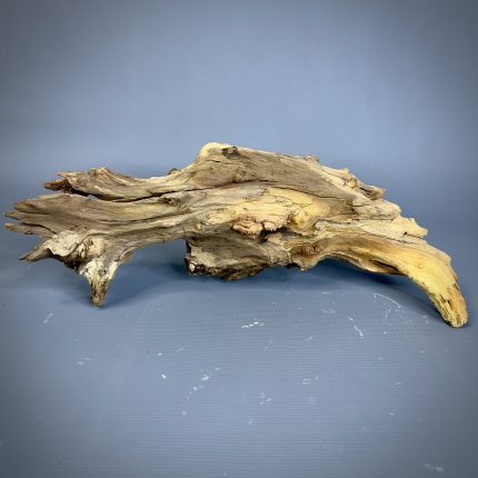 Коряга Дуба