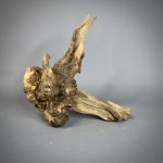 Коряга Дуба