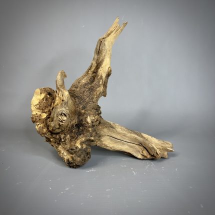 Коряга Дуба