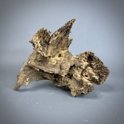 Коряга Дуба