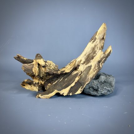 Коряга Дуба