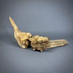 Коряга Дуба