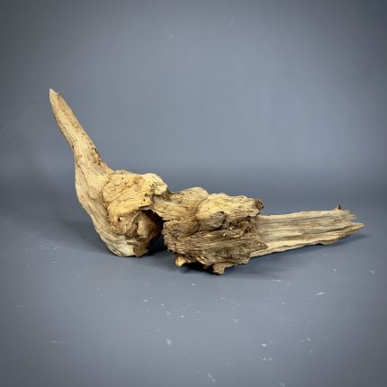 Коряга Дуба