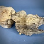 Коряга Дуба ДБ779 — изображение 4