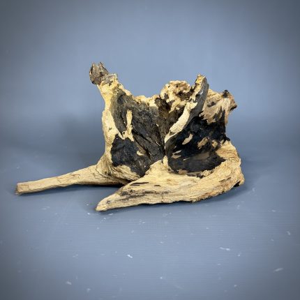 Коряга Дуба