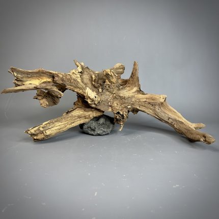 Коряга Дуба