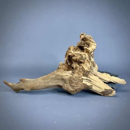 Коряга Дуба