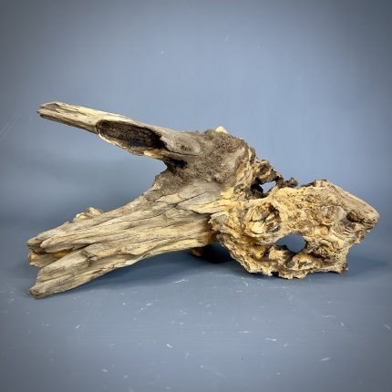 Коряга Дуба