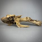 Коряга Дуба