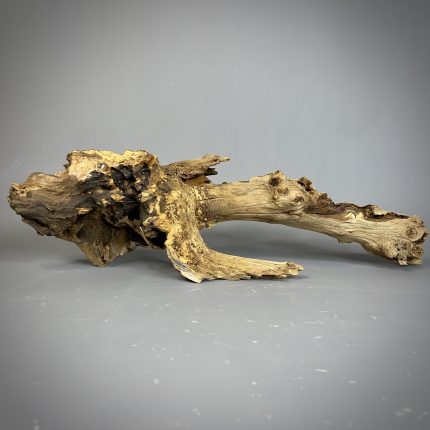 Коряга Дуба